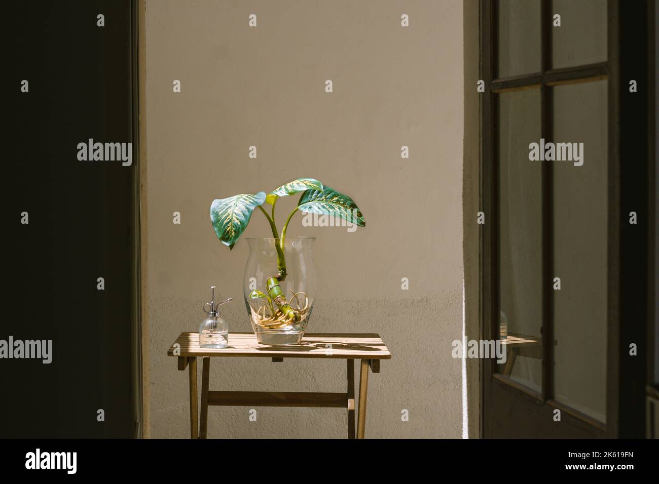 Fresh exotic Dieffenbachia seguine plant in glass vase placed on wooden table with watering can on terrace on sunny day Stock Photo