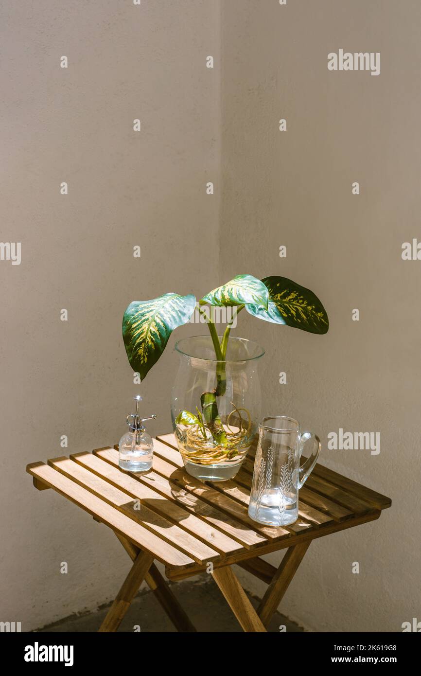 Fresh exotic Dieffenbachia seguine plant in glass vase placed on wooden table with carafe and watering can on terrace on sunny day Stock Photo