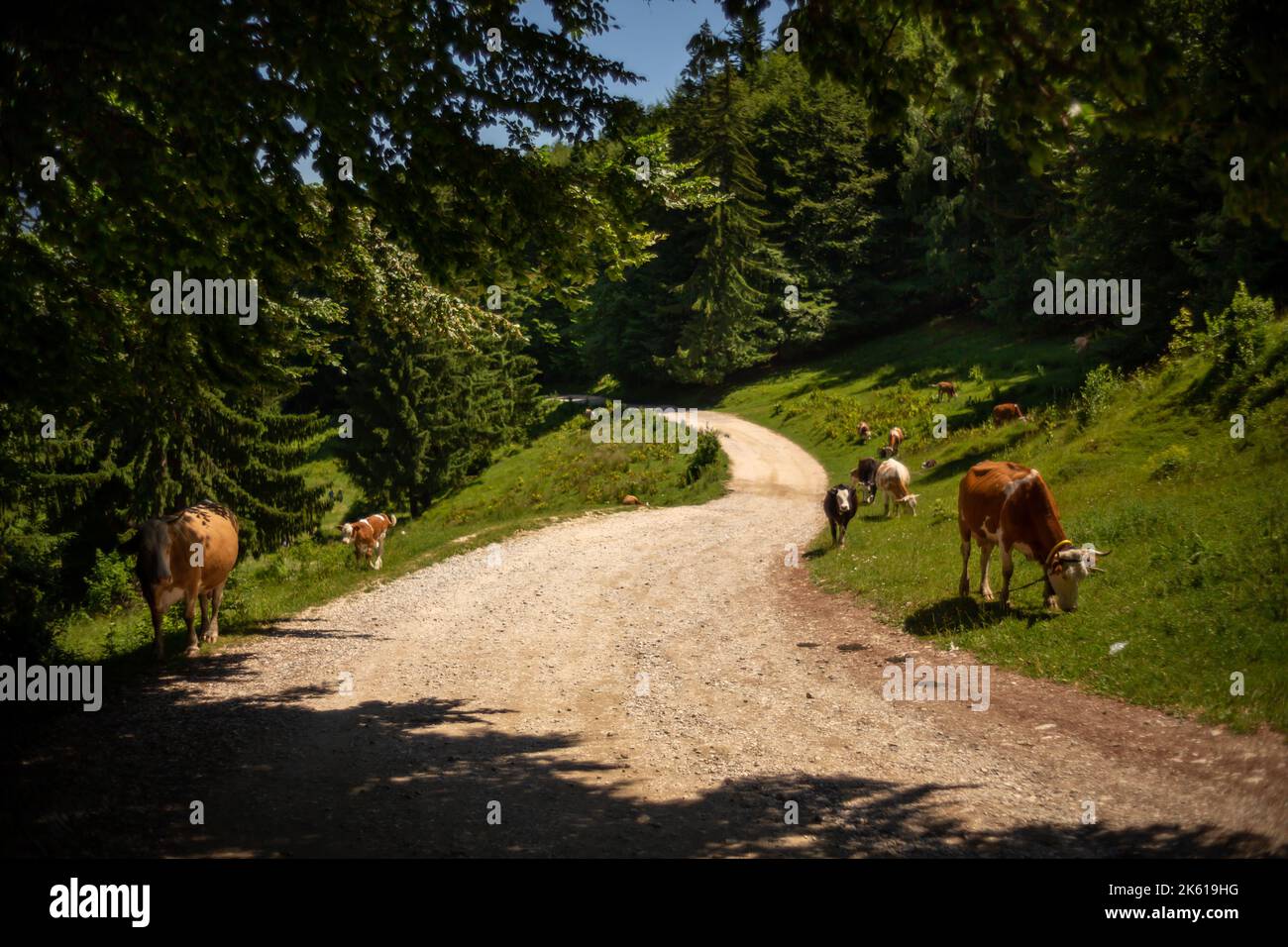 A group of cows grazing in the green field with a path in the middle ...