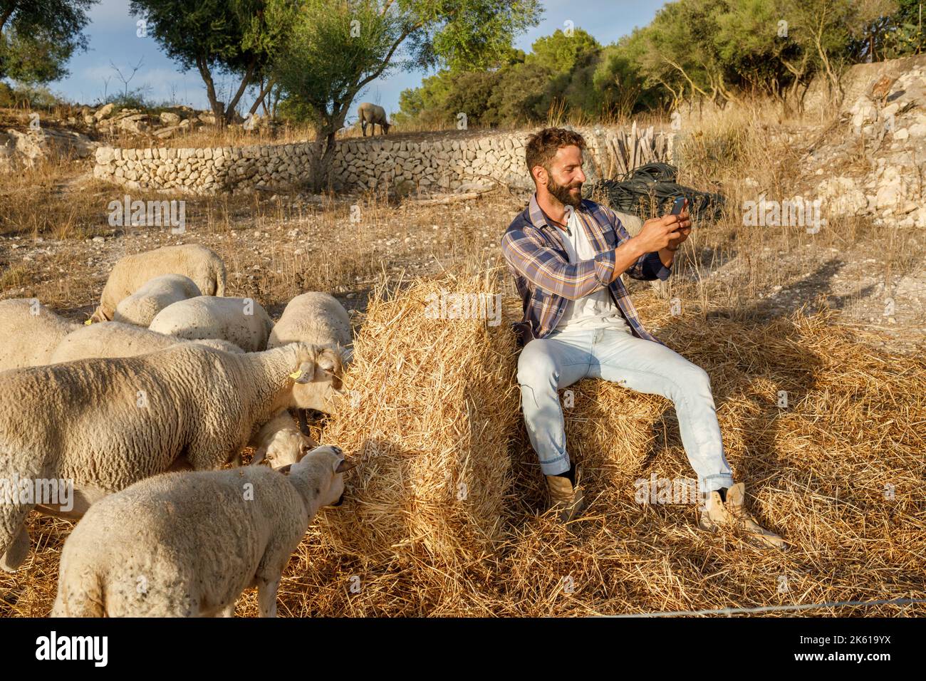 Man in casual clothes taking selfie while sitting on dry grass near enclosure with grazing white sheep on autumn day on farm Stock Photo