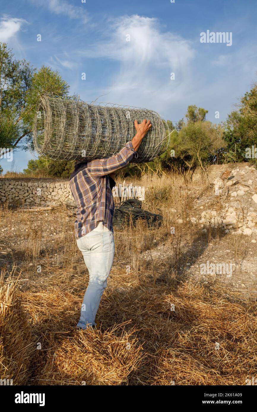 Side view anonymous man in casual clothes carrying rolled up metal mesh fence while working on farm in autumn Stock Photo