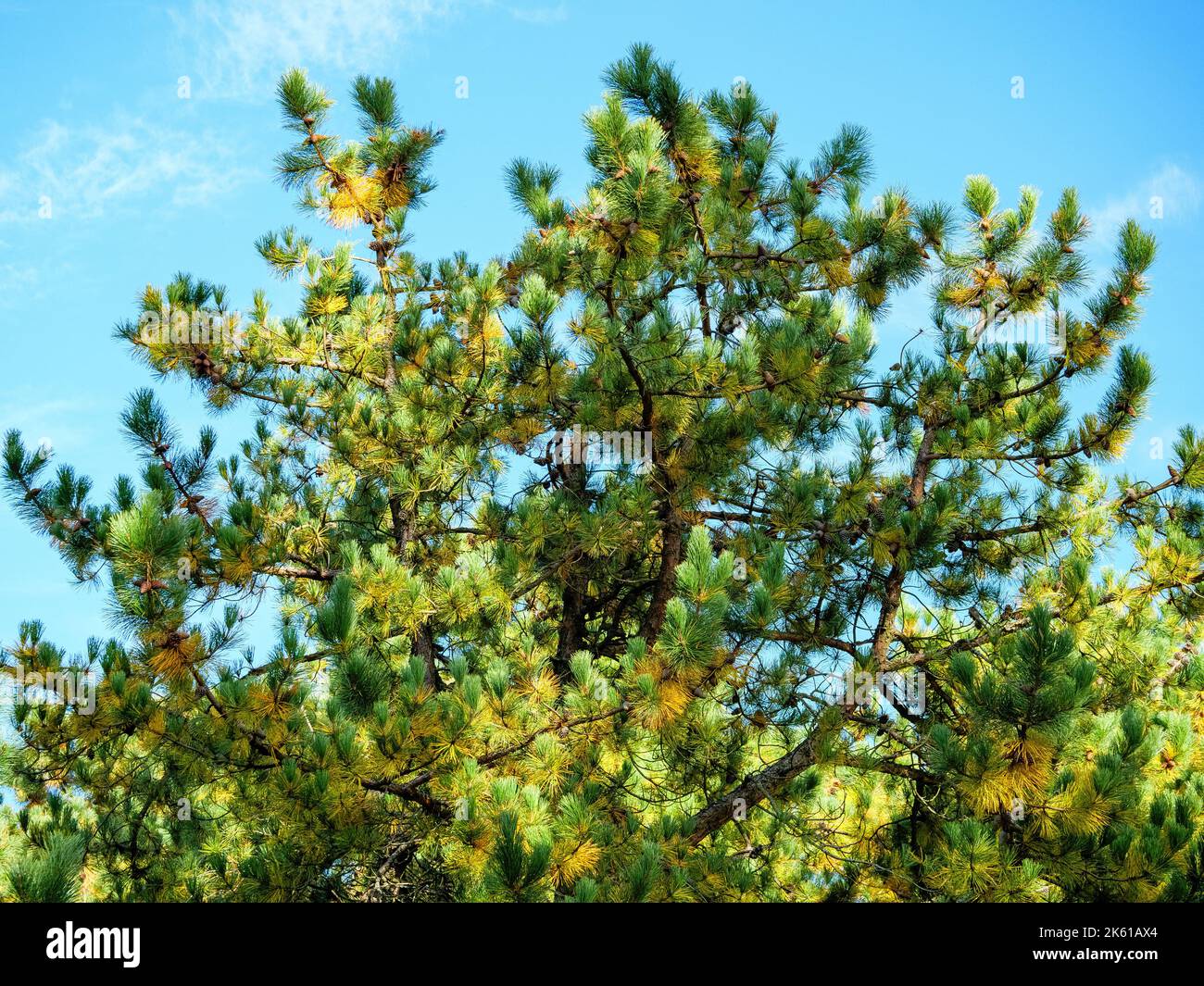 Amazing top of a pine tree with long needles on yellow-green branches Stock Photo