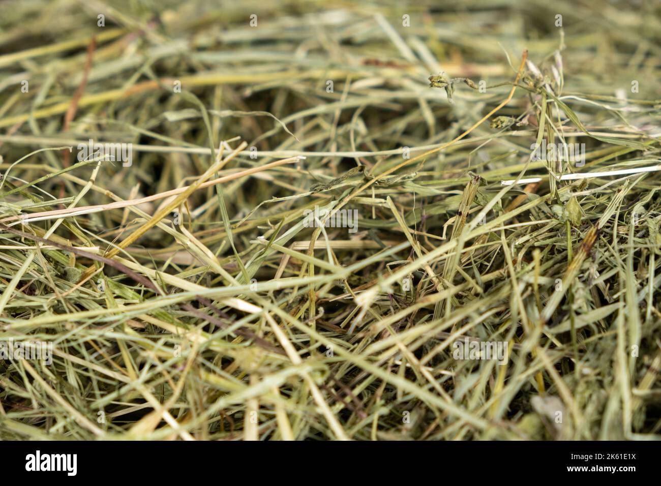 Hay from ecologically clean meadow grasses for feeding guinea pigs