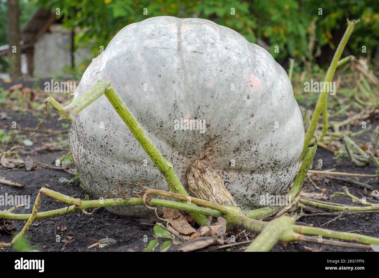 Growing white pumpkins hi-res stock photography and images - Alamy