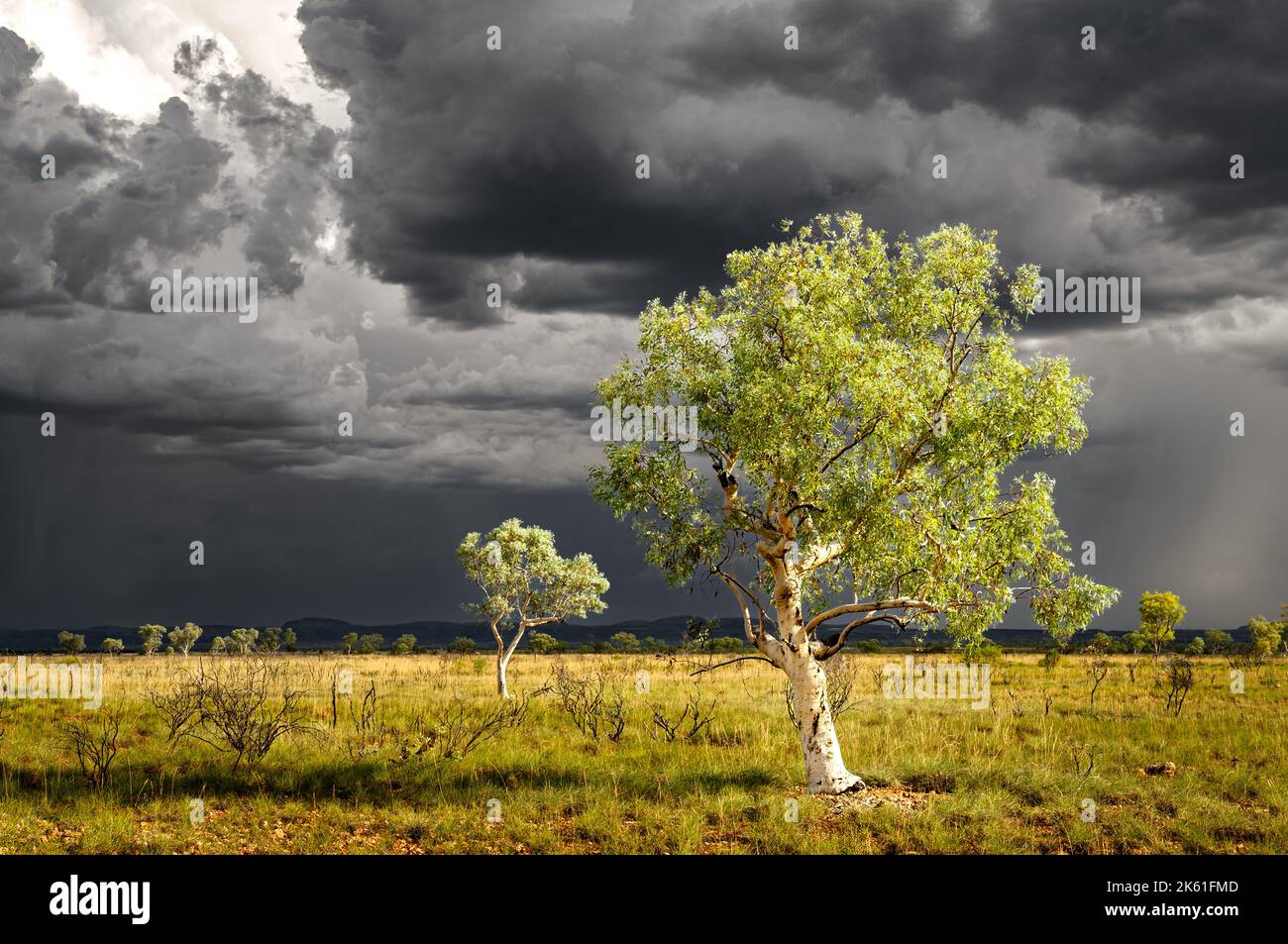 White Gum Trees under an approaching storm in Australia's Pilbara. Stock Photo