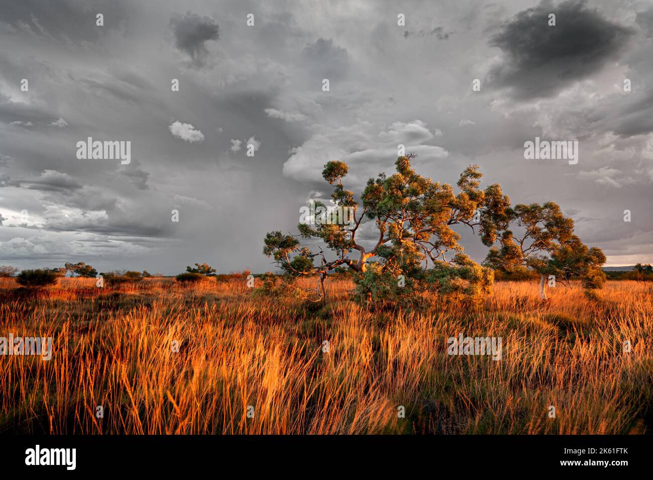 Gnarled eucalyptus tree in colourful evening light under an approaching storm. Stock Photo