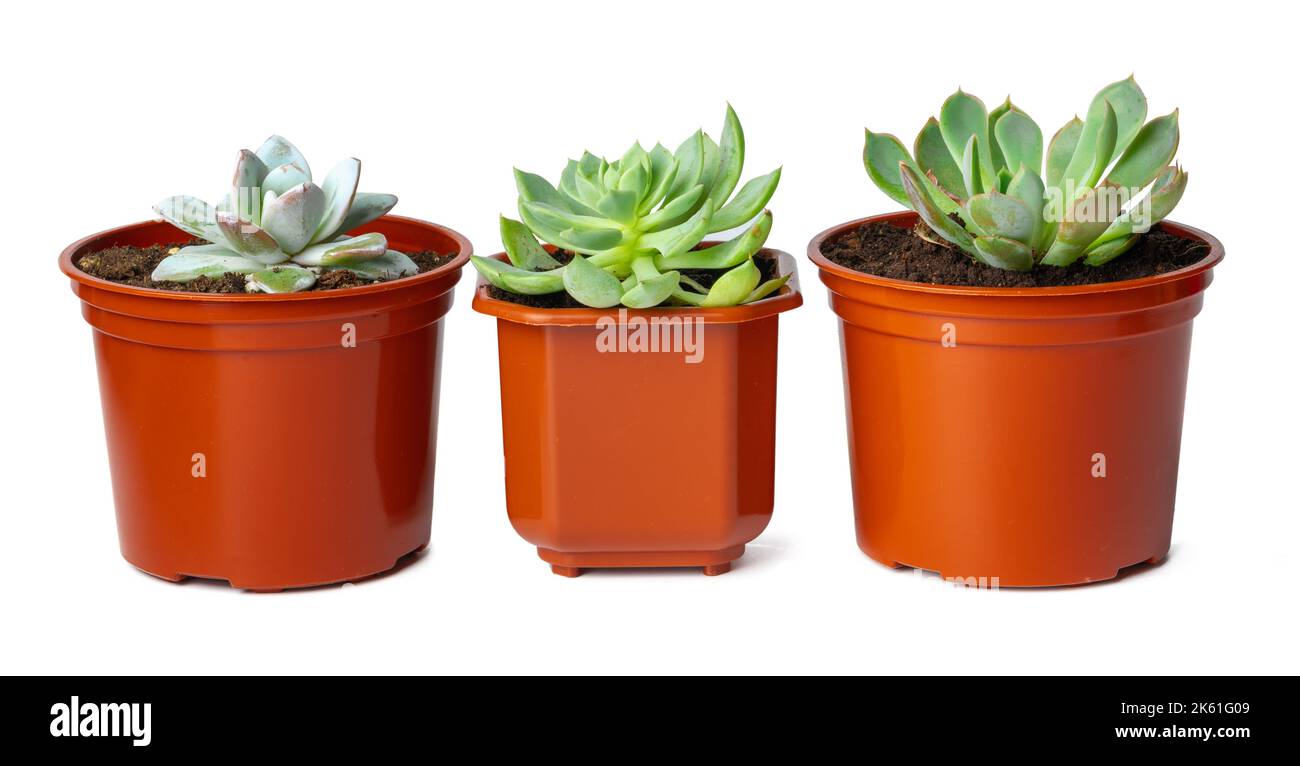 Pots with succulent plants isolated on white background Stock Photo