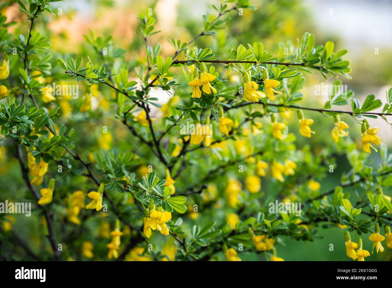 Flowers of Caragana, close-up. Shallow depth of field. Stock Photo