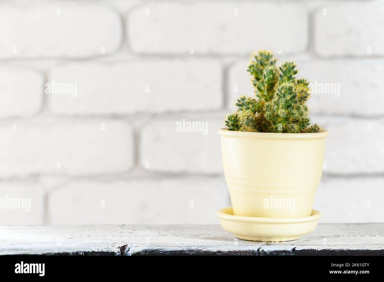 House plants in pots on white table at white brick wall with objects Stock Photo