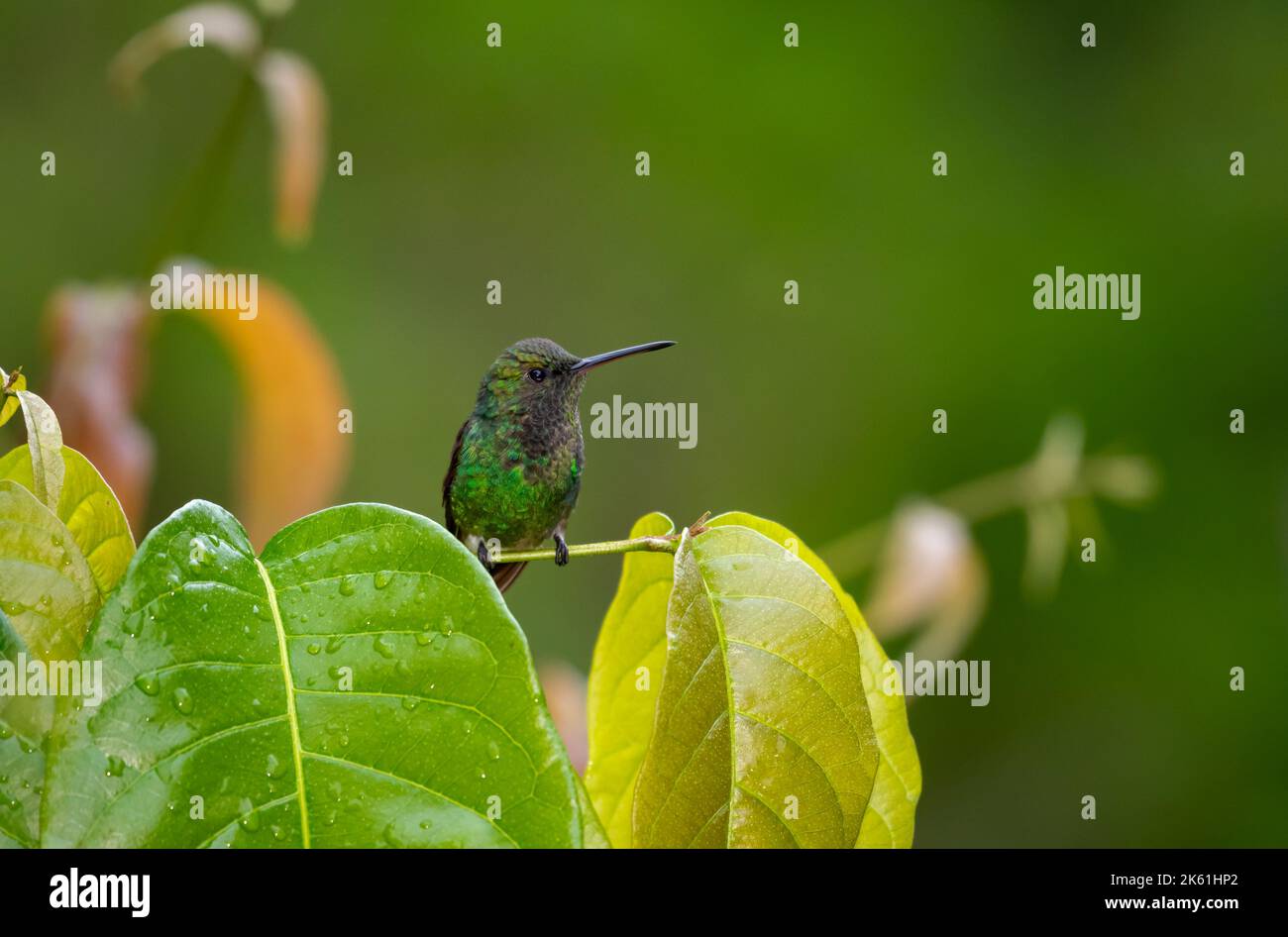 Cute green hummingbird, perched on a branch with leaves drying off after rain Stock Photo