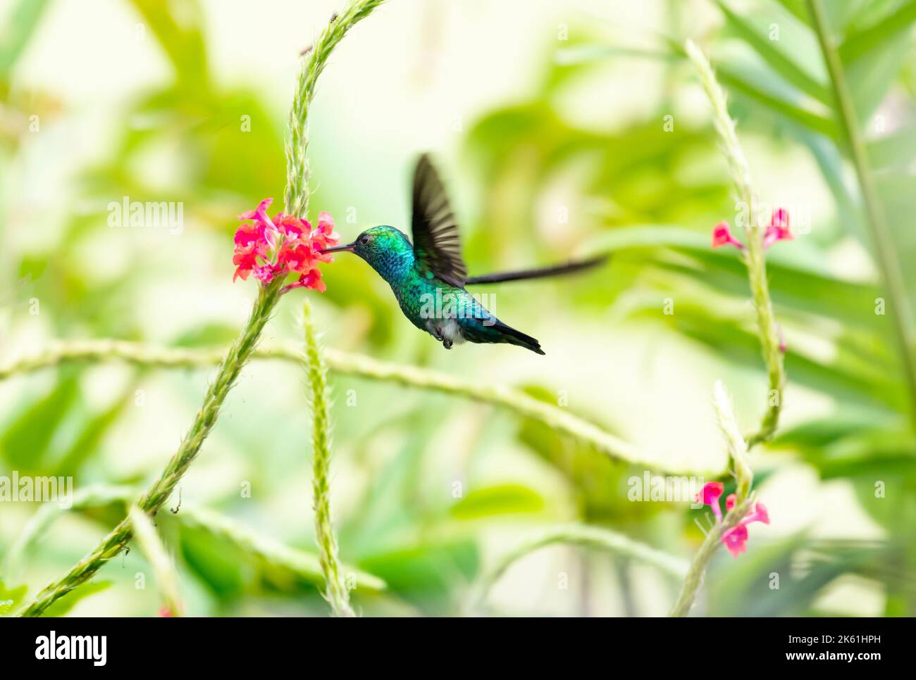 Iridescent Blue-chinned Sapphire hummingbird sipping nectar from a pink Vervain flower in a tropical garden. Stock Photo