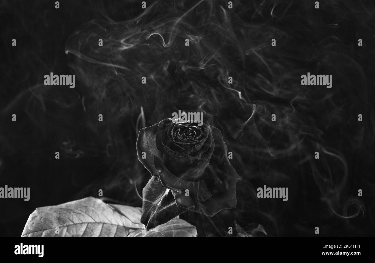 Red rose on fire Black and White Stock Photos & Images Alamy