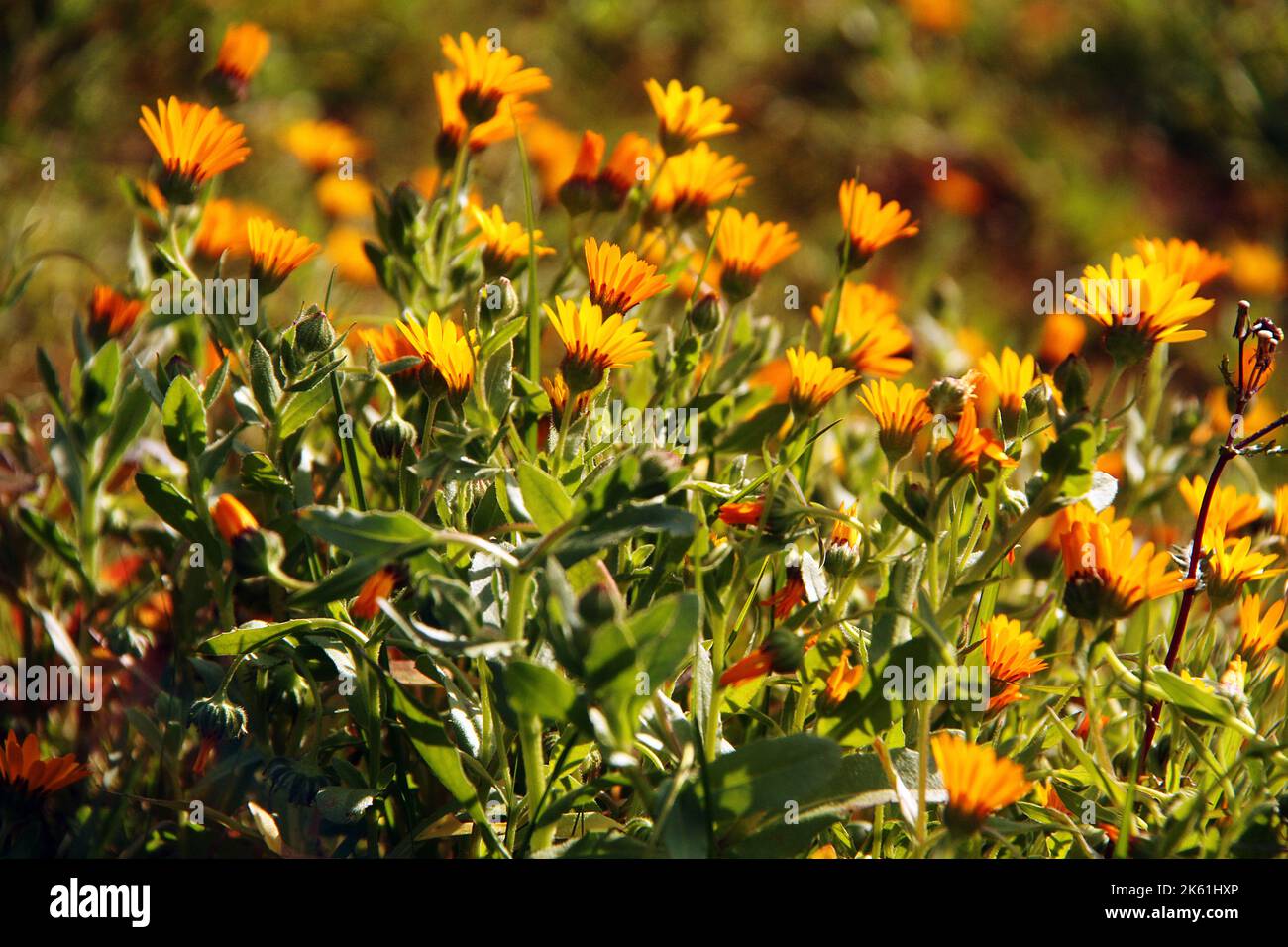 Field marigold calendula arvensis hi-res stock photography and images -  Page 2 - Alamy