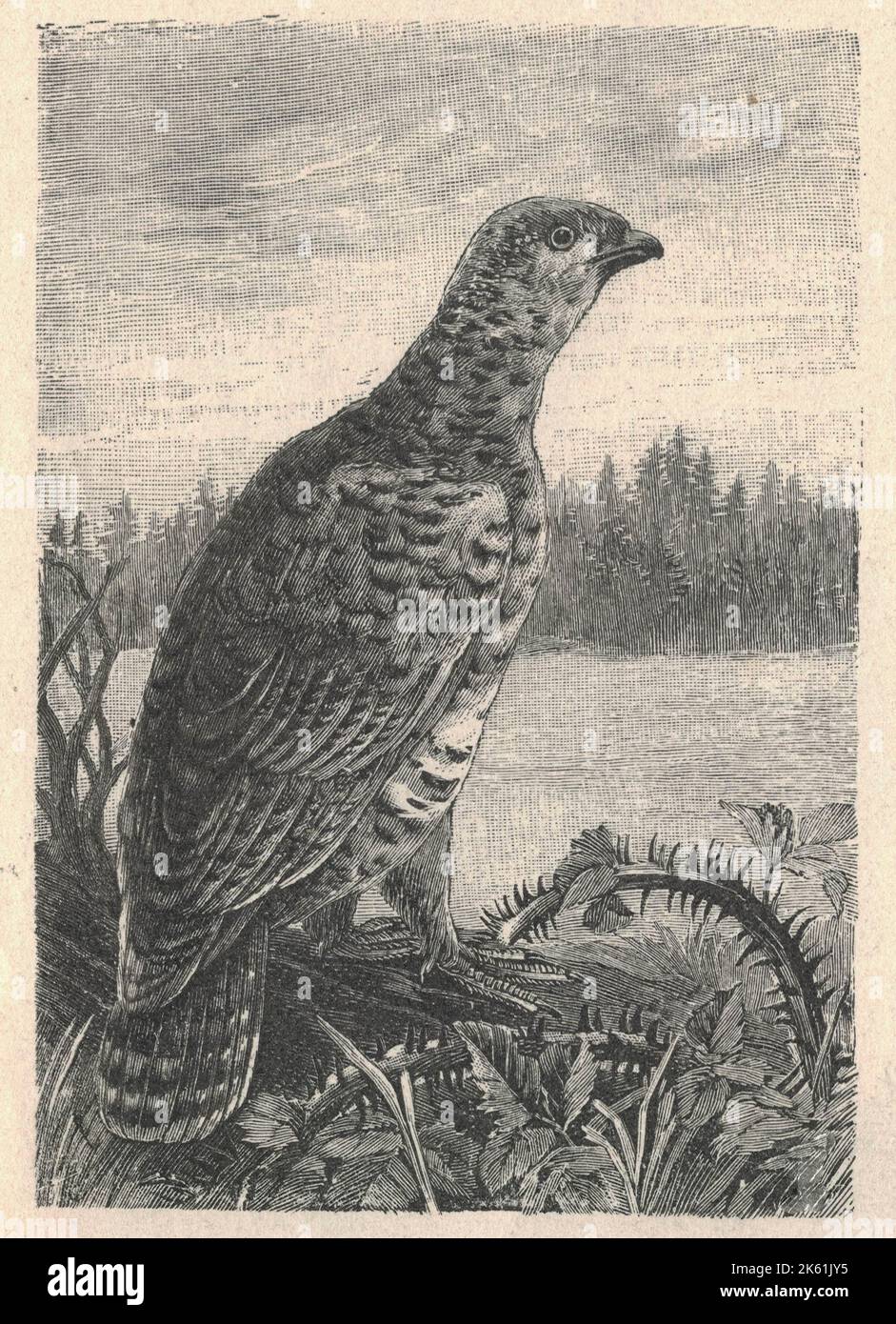 Antique engraved illustration of the female grouse. Vintage illustration of the female grouse. Old engraved picture of the bird. Grouse are heavily built like other Galliformes, such as chickens. They range in length from 31 to 95 cm (12 to 37+1⁄2 in), and in weight from 0.3 to 6.5 kg (3⁄4 to 14+1⁄4 lb). Males are larger than females—twice as heavy in the western capercaillie, the largest member of the family. Grouse have feathered nostrils. Their legs are covered in feathers down to the toes, and in winter the toes, too, have feathers or small scales on the sides, an adaptation for walking on Stock Photo