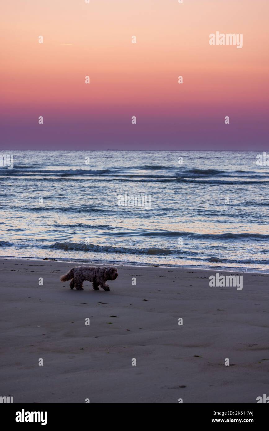 Red dog on beach sunset hi-res stock photography and images - Alamy