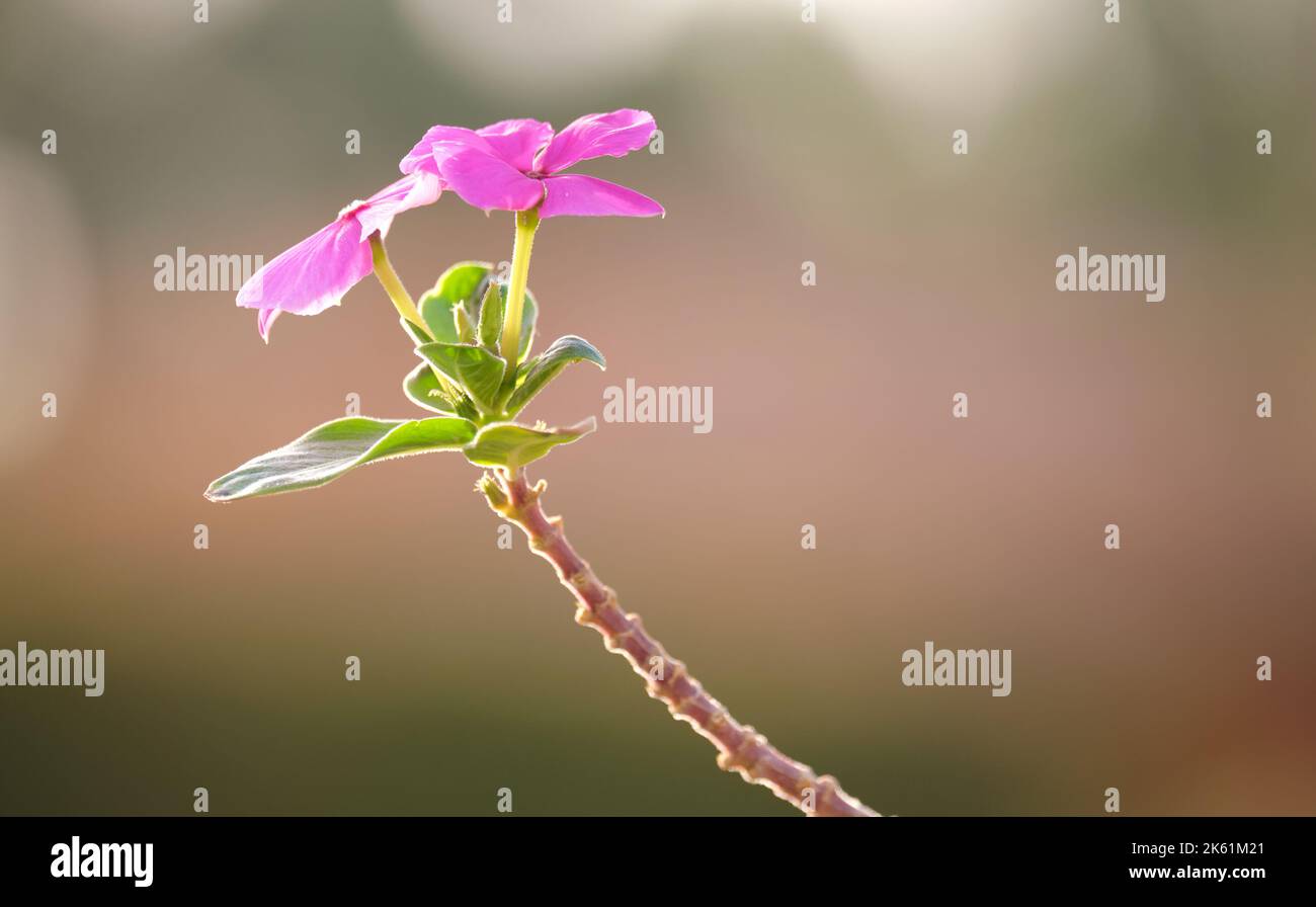 Tender pink flowers on long stem isolated on blurred abstract background Stock Photo