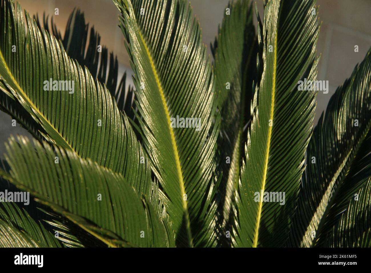 Close-up of a Cycas revoluta (king sago), ornamental plant in Italy. Stock Photo