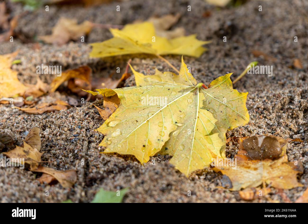 autumn leaves on the ground, maple tree Stock Photo
