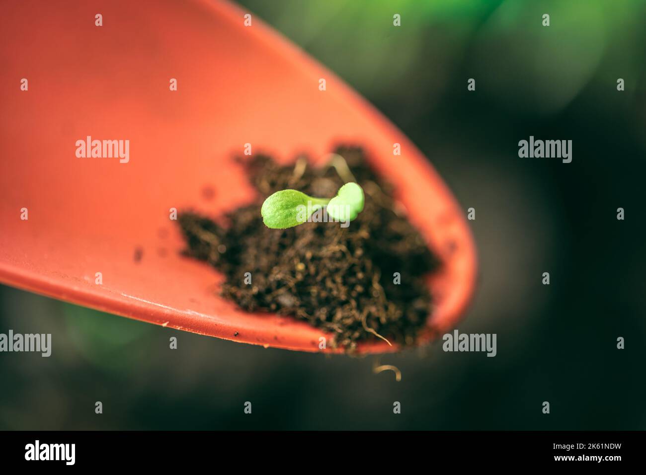 green seedling growing out of soil Stock Photo - Alamy