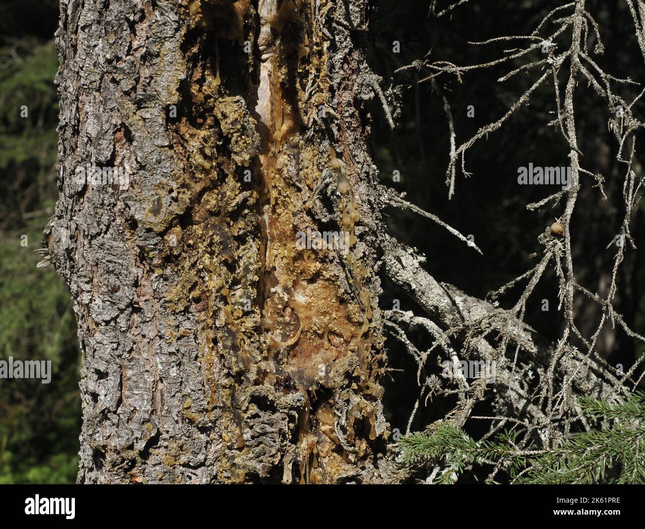 bark beetle diseased larch pine tree in dolomites mountain detail Stock Photo