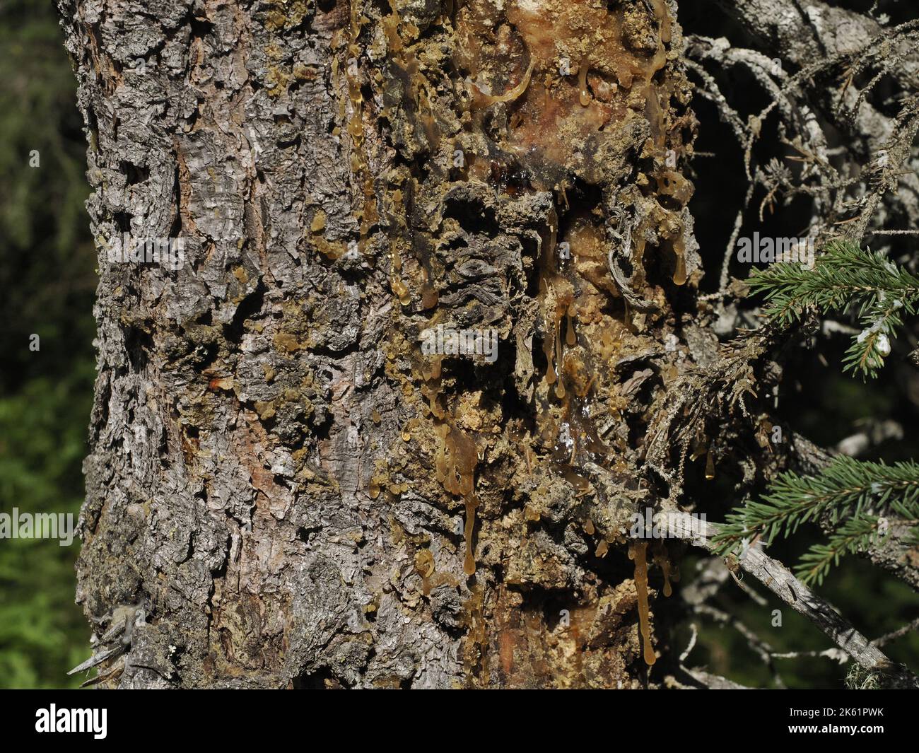 bark beetle diseased larch pine tree in dolomites mountain detail Stock ...