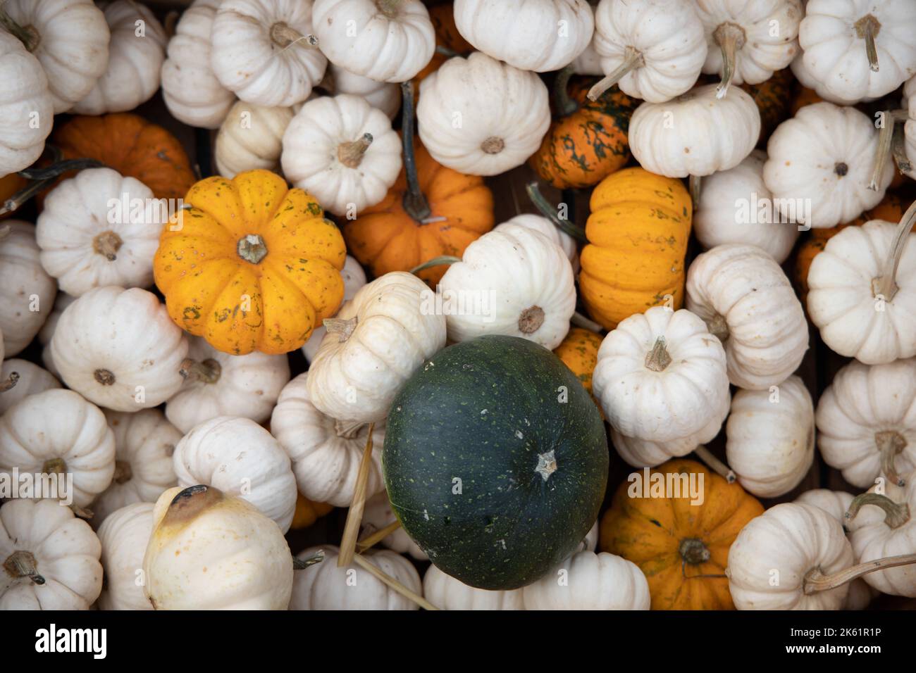 A top view of different varieties of pumpkins put on each other Stock ...