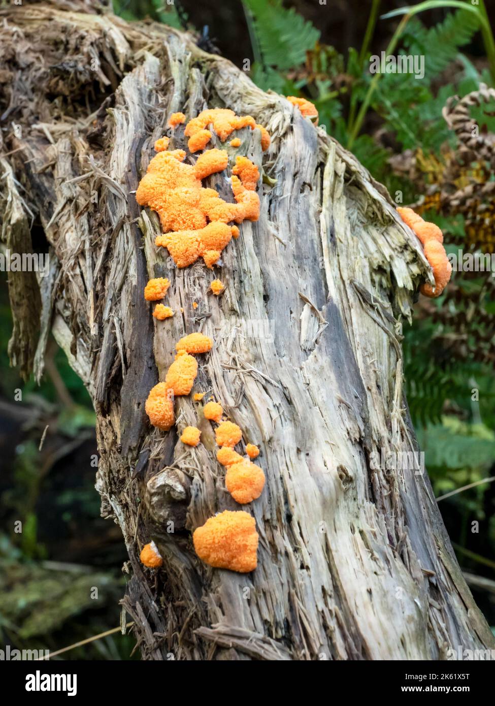 Orange Slime Mold, Dictydiaethalium plumbeum, on a rotting log in woodland in ambleside, Lake District, UK. Stock Photo