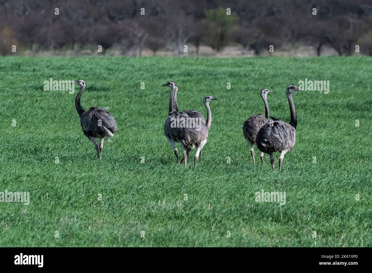 Greater Rhea, Rhea americana, in Pampas coutryside environment, La ...