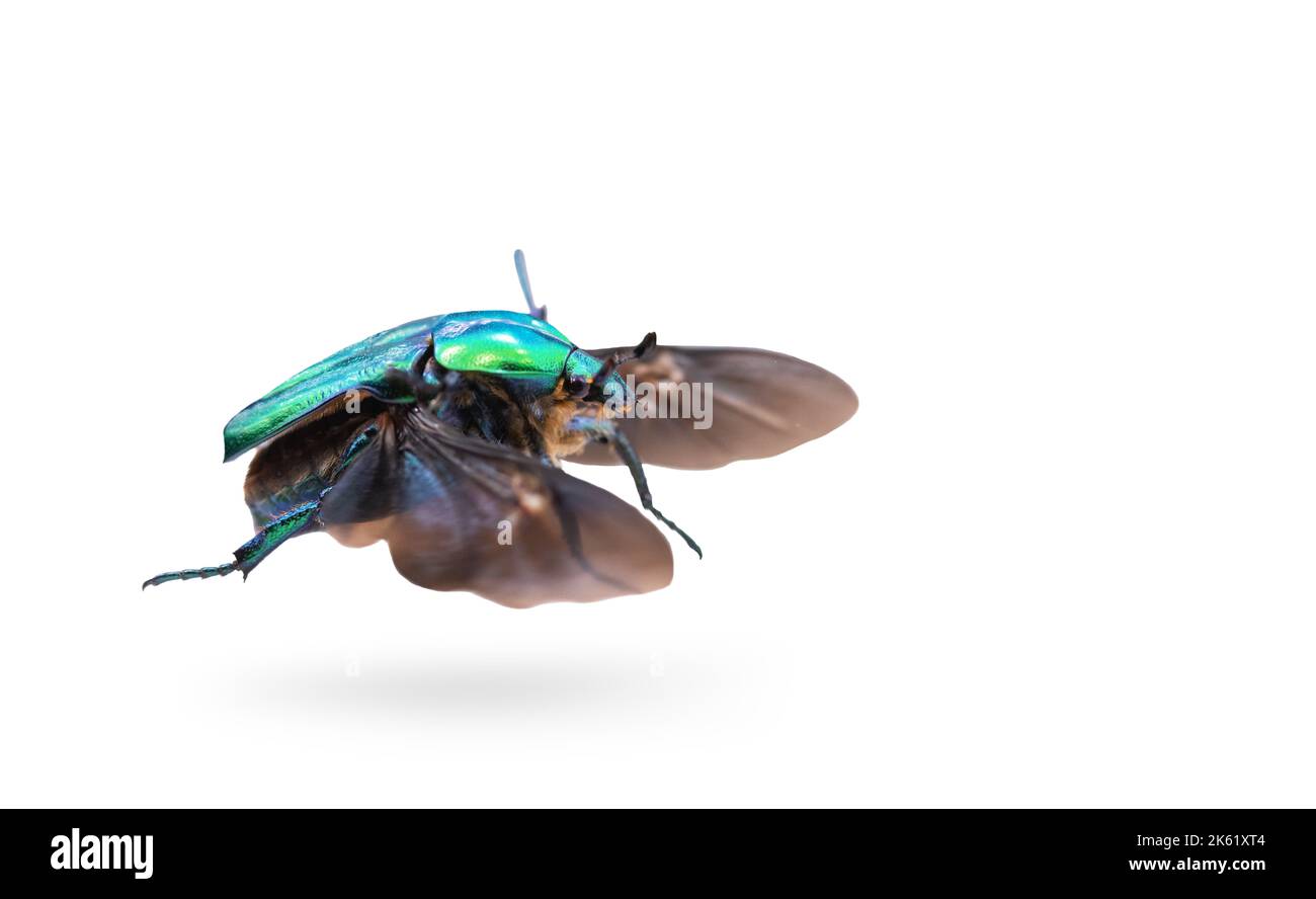 beetle in flight isolated on white , animals Stock Photo
