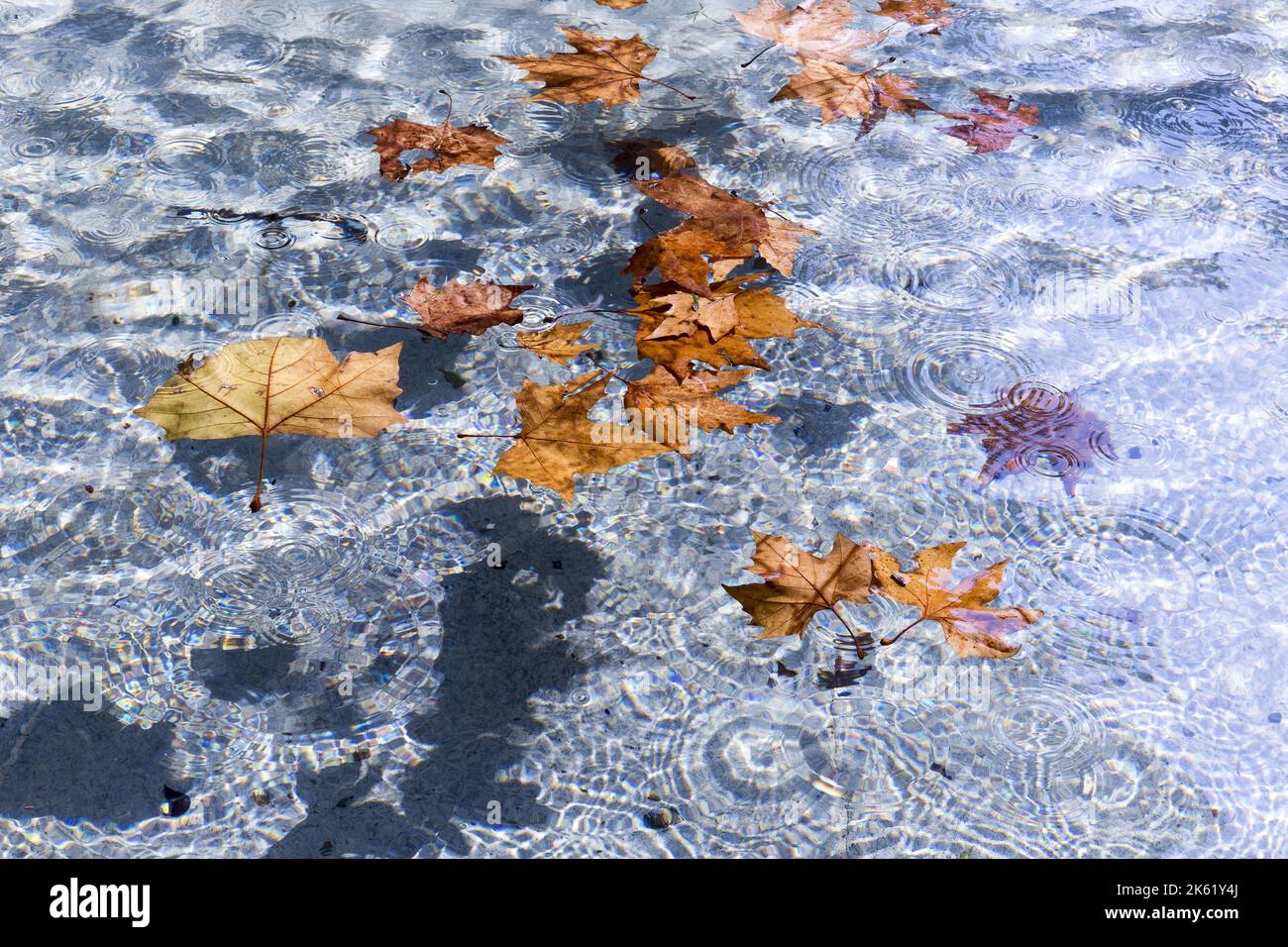 The leaves on the water hi-res stock photography and images - Alamy