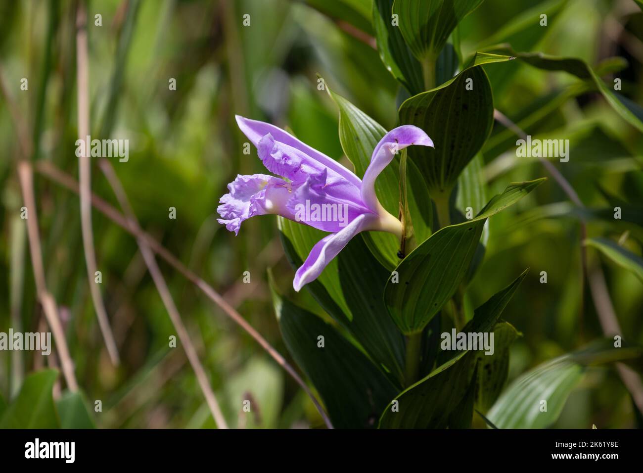 One purple orchid in Arenal National Park in Costa Rica. Stock Photo