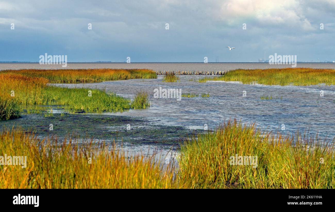 Salt marsh with cordgrass (Spartina x townsendii) at Mandö Idsland, south-western Jylland, Denmark.  Part of Wadden Sea National Park. Stock Photo