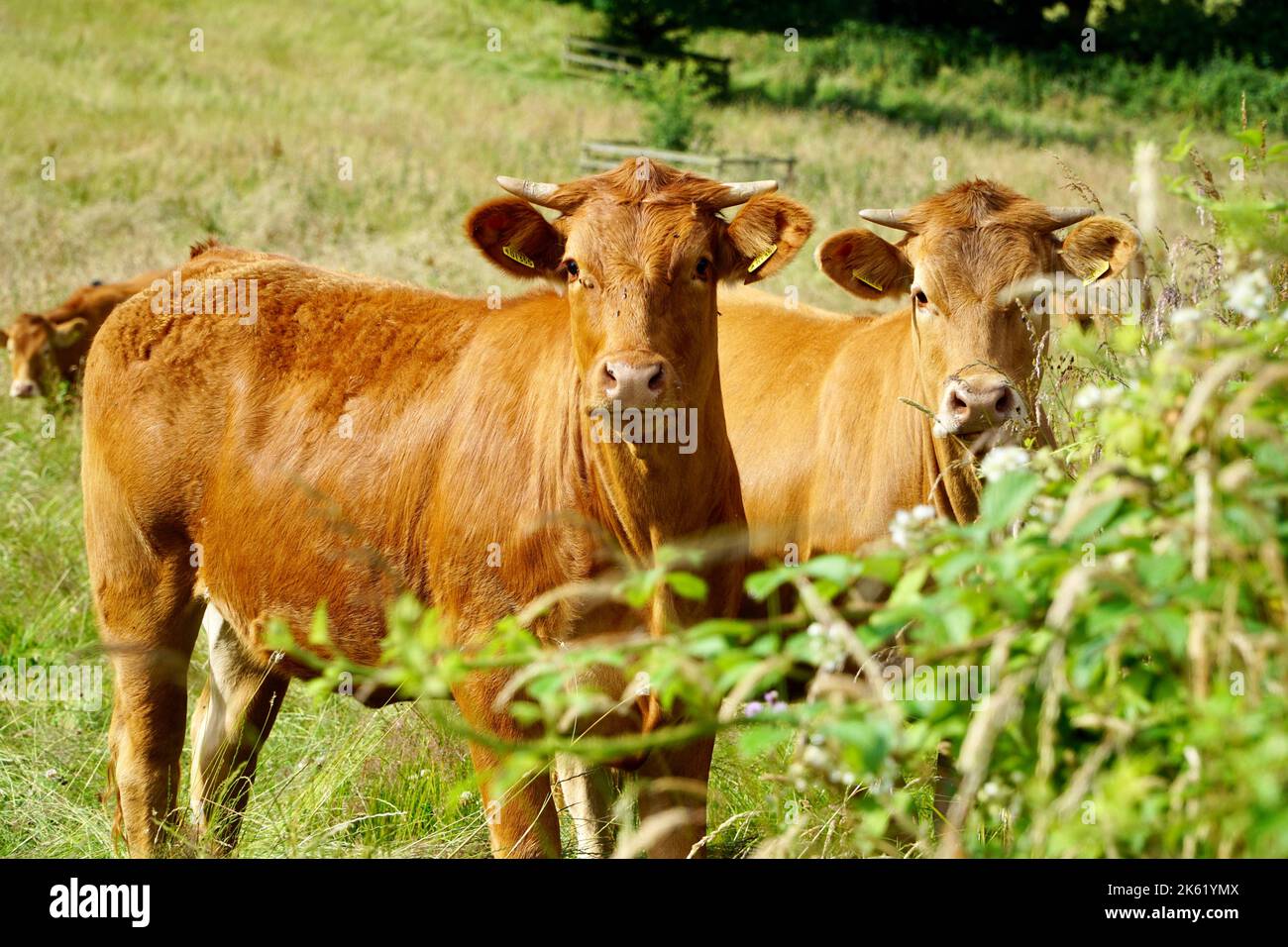 Pasturing A beautiful shot of cows pasturing in the Bradgate Park, Leicester ...