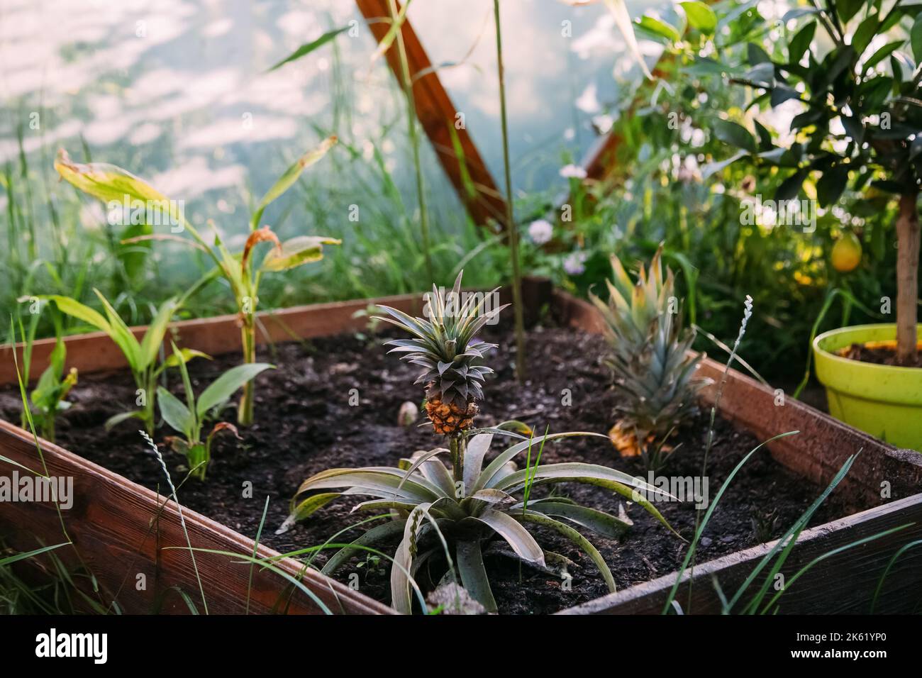 pineapple cultivation greenhouse botany natural Stock Photo Alamy