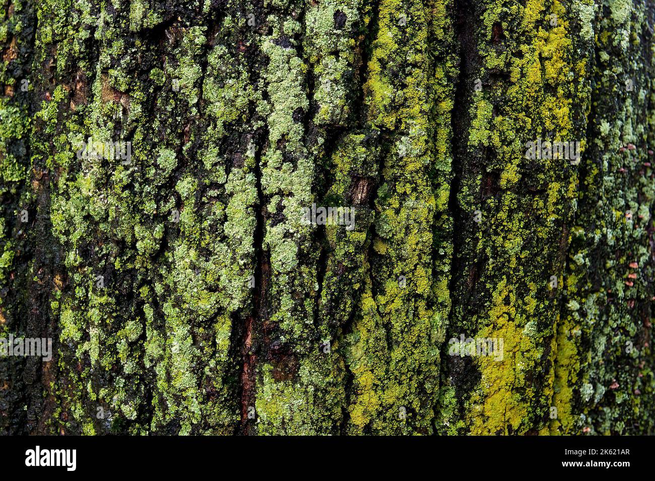 Close-up of lichen on a New York City tree Stock Photo