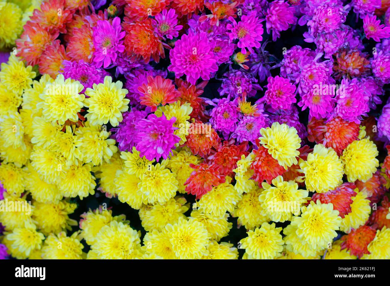 Colorful Mums, Inniswood Metro Gardens, Westerville, Ohio Stock Photo