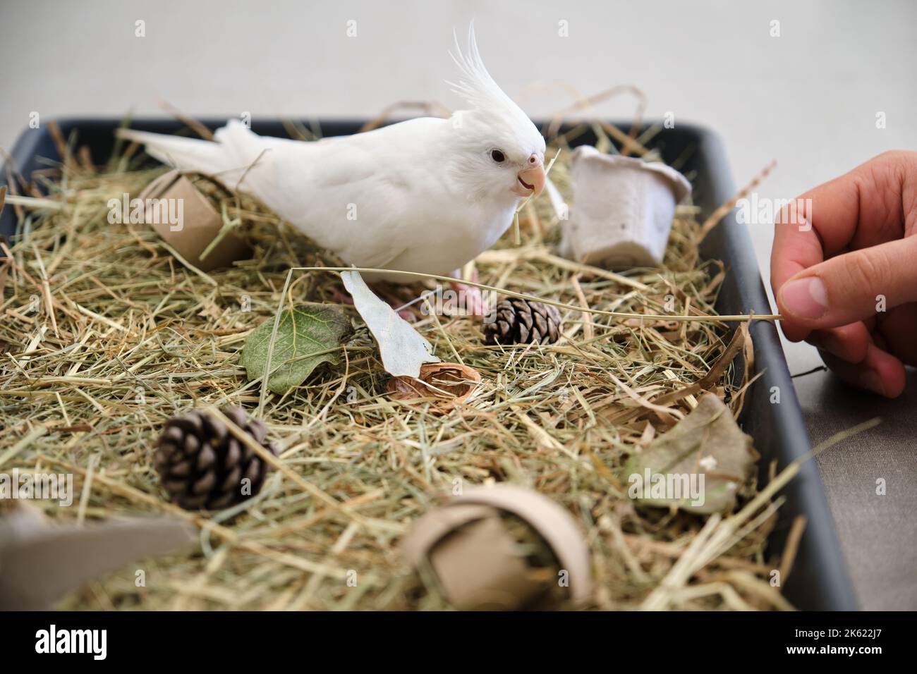 Cockatiel foraging 2025