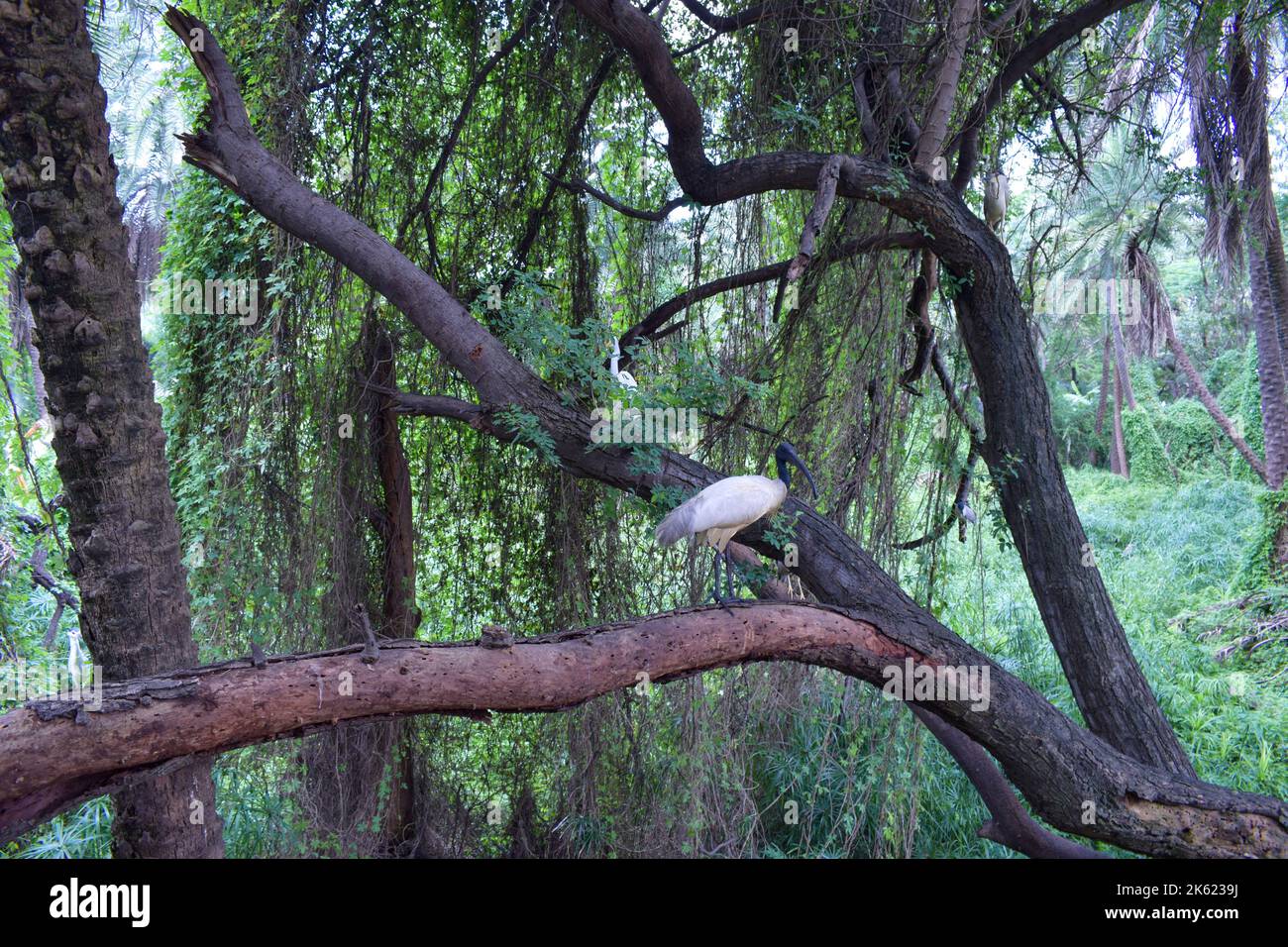 White Bird Standing on Big Tree Branch in Zoological Park Stock Photo