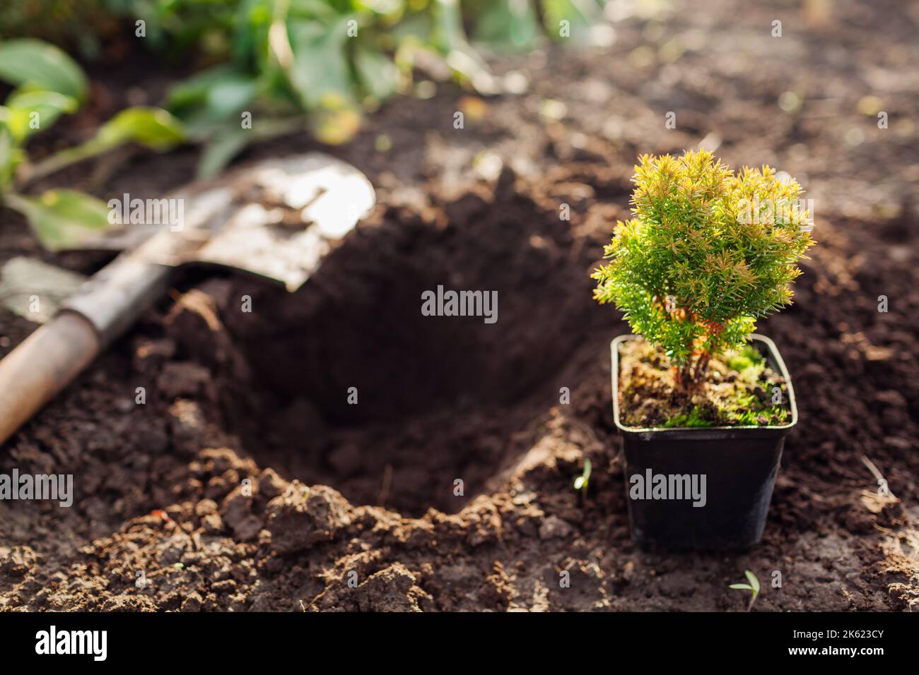 Planting anniek arborvitae into soil. Small evergreen spherical thuja in p9 container ready for transplanting in fall garden. Digging hole with shovel Stock Photo