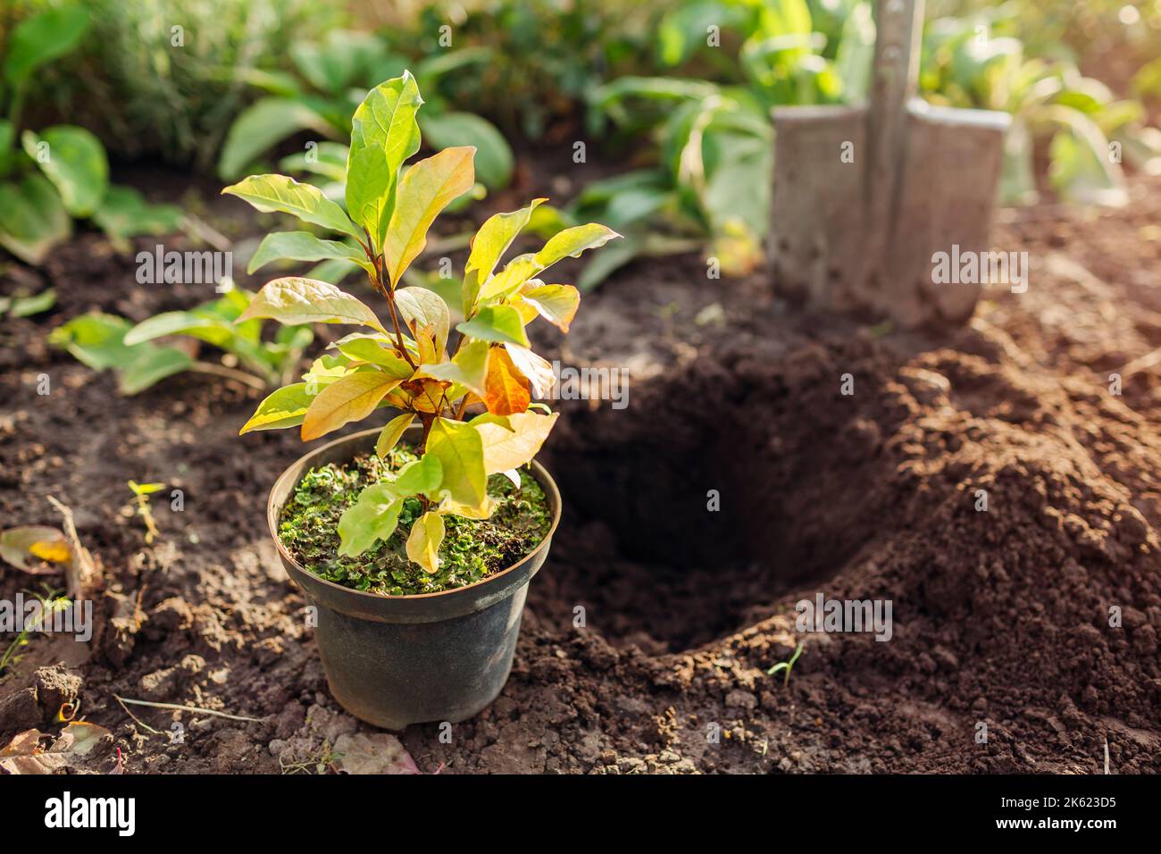 Preparation for planting magnolia into soil. Small tree in container ready for transplanting in