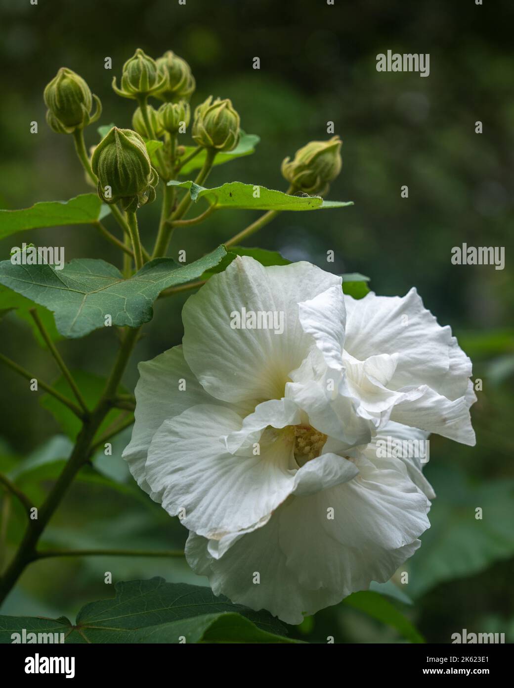 Closeup view of white hibiscus mutabilis aka Confederate rose or Dixie rosemallow flower and buds in outdoor tropical garden on natural background Stock Photo