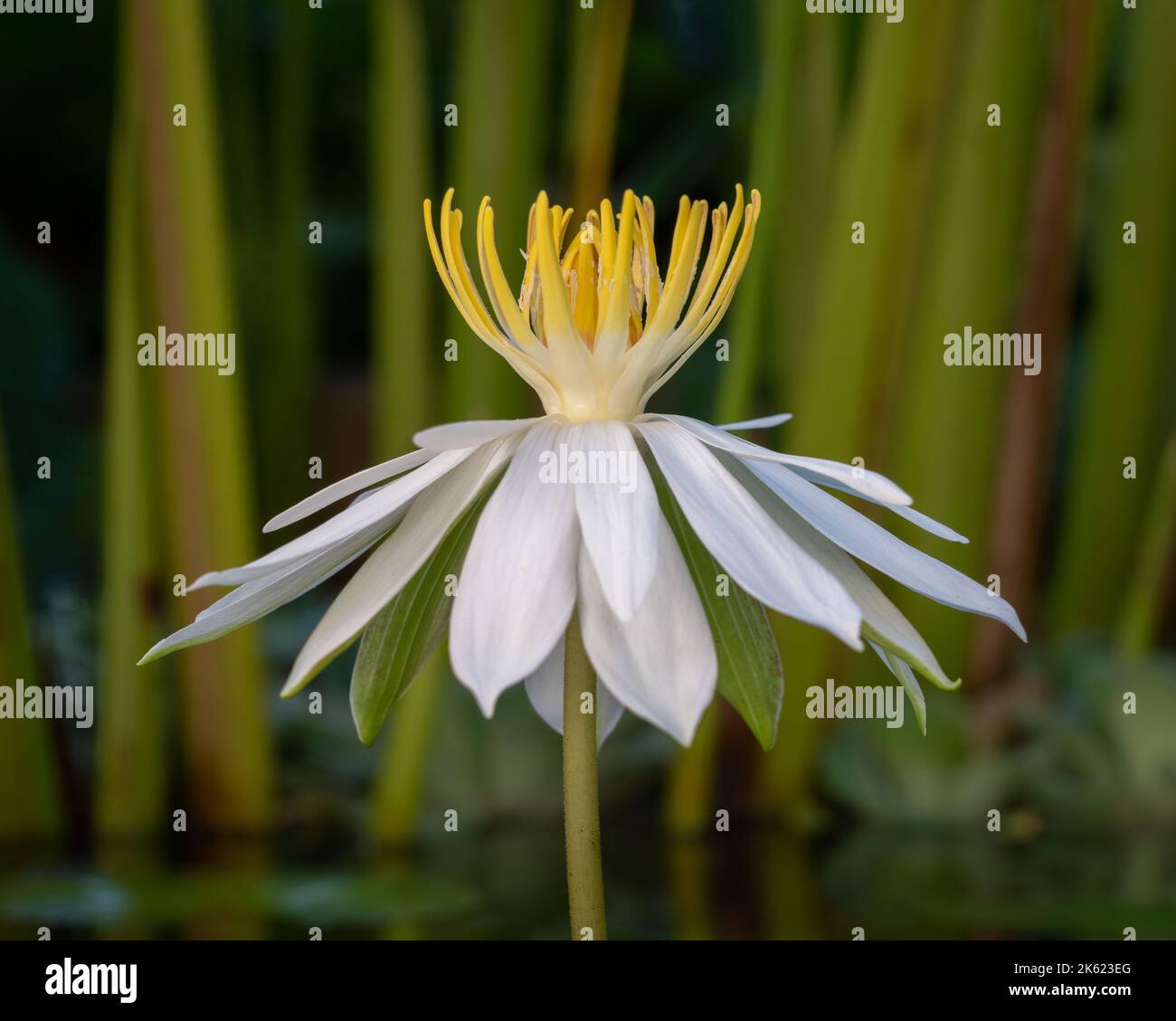 Night lily hi-res stock photography and images - Alamy