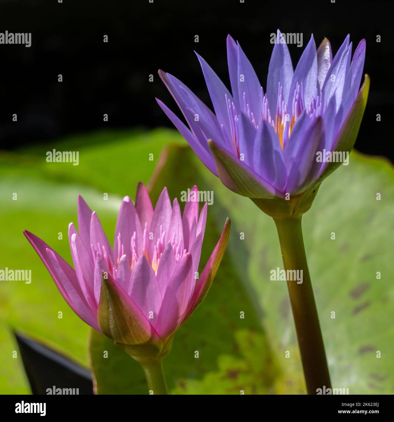 Closeup view of bright pink and purple blue tropical water lily flowers blooming on dark natural background Stock Photo