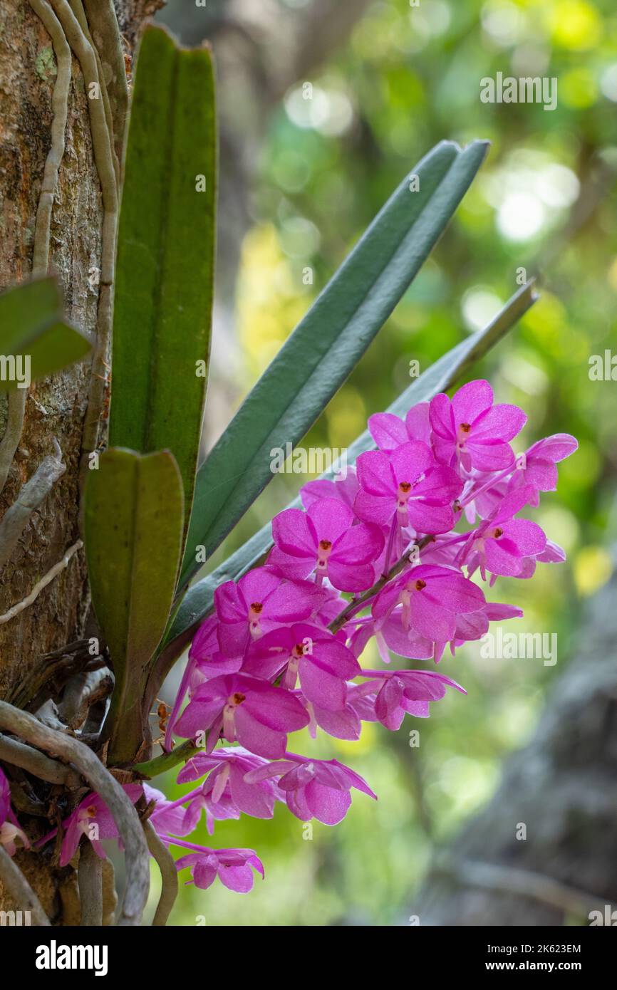 Closeup view of bright pink flowers of tropical epiphytic orchid species ascocentrum ampullaceum blooming outdoors in natural environment Stock Photo