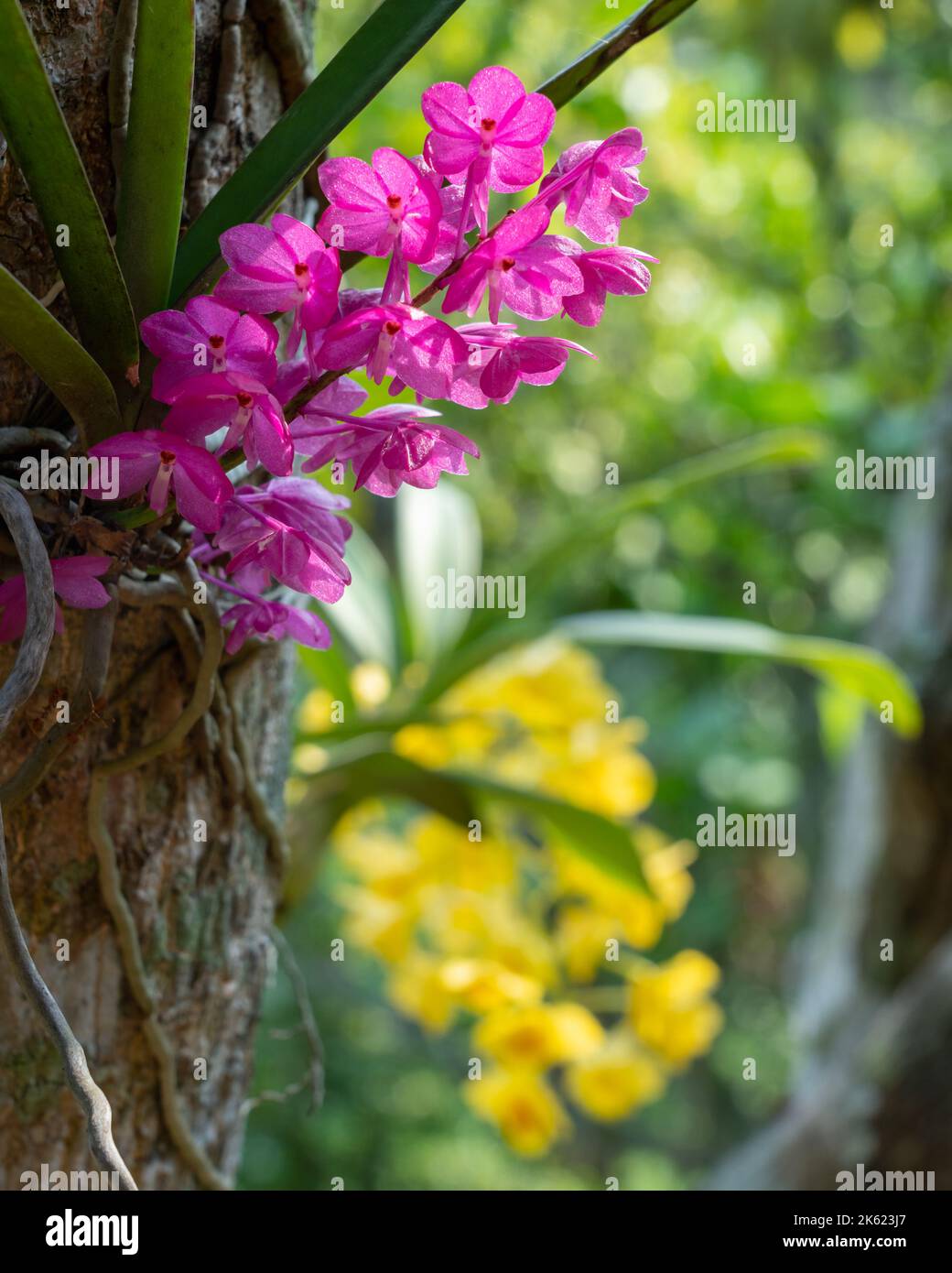 Colorful pink flowers of epiphytic wild orchid species ascocentrum ampullaceum blooming outdoors with yellow dendrobium in background Stock Photo