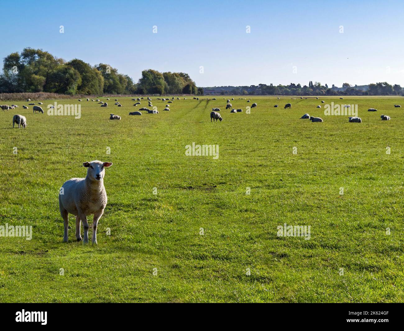 Flock of sheep in a pasture hi-res stock photography and images - Alamy
