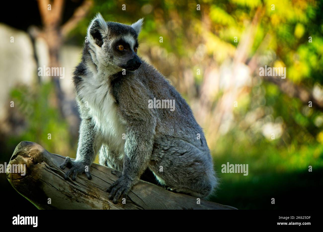 lemur Calgary Zoo Alberta Stock Photo