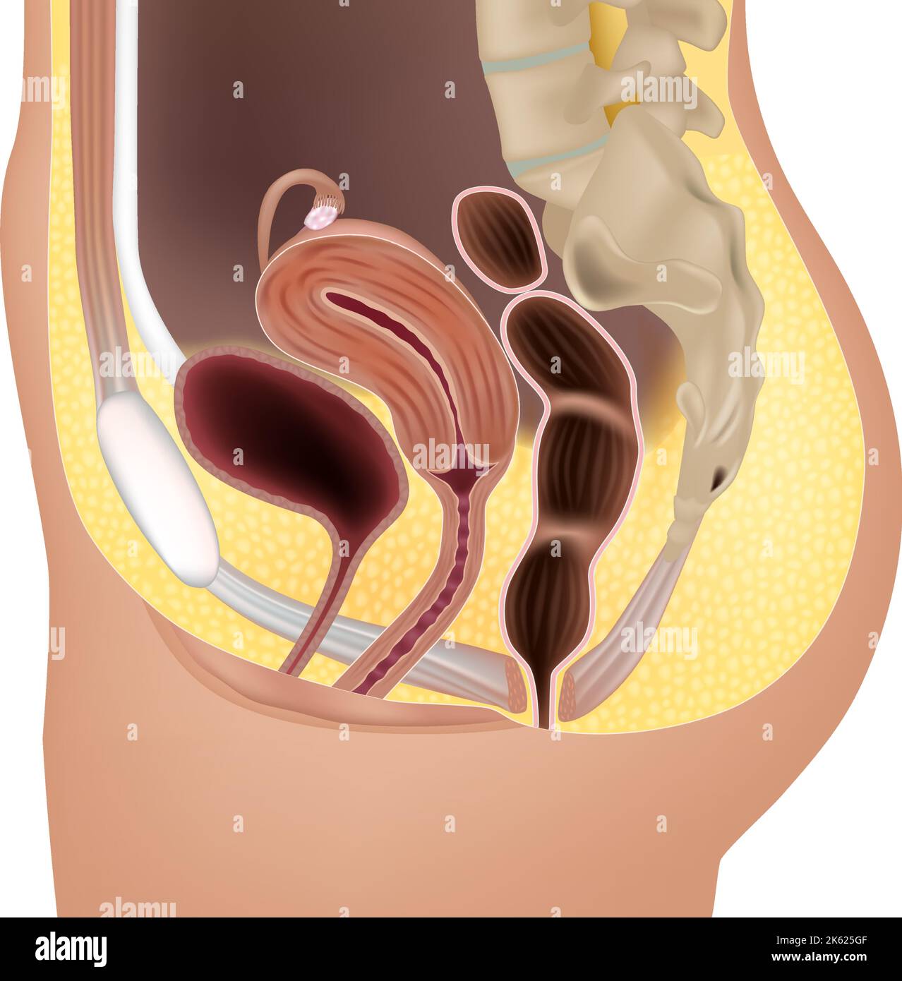 Female reproductive system or urogenital system anatomy. Genitourinary