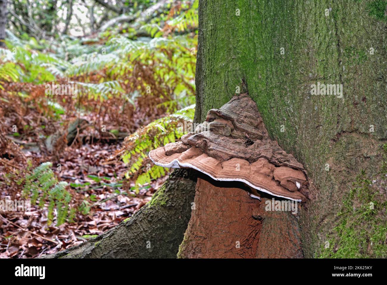 Close up of a large bracket fungus growing on the trunk of a beech tree Stock Photo