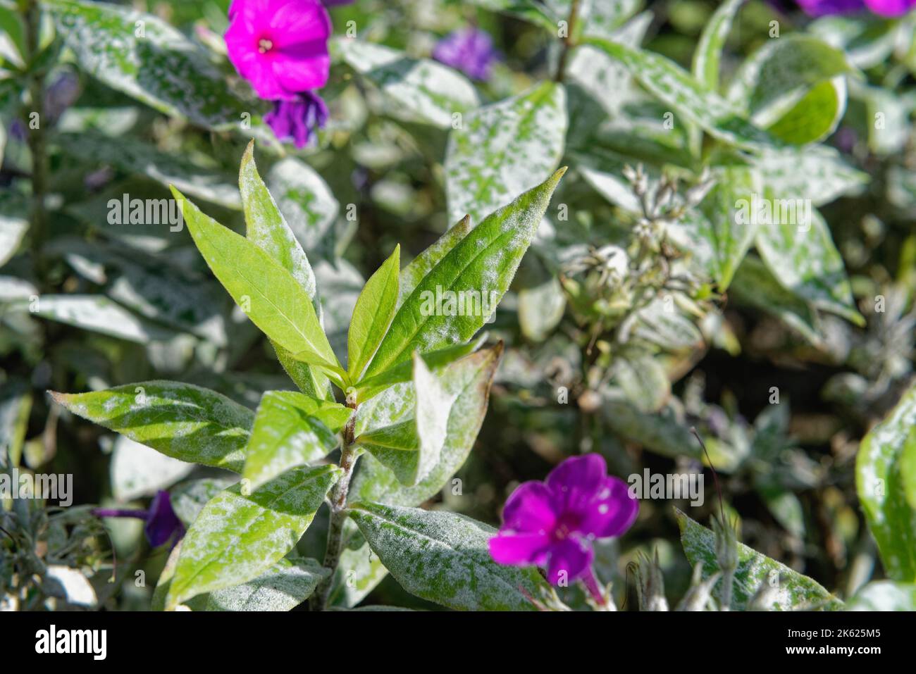 A flowering phlox plant infected with a severe case of powdery mildew in a garden bed Stock Photo